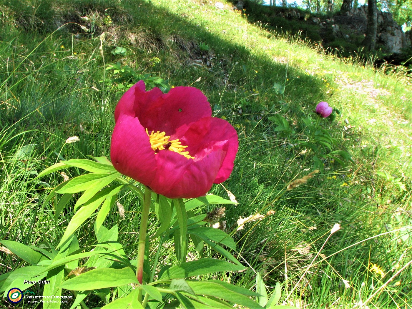 51 Eccola fiorita (mia foto del 10 maggio 2007).JPG